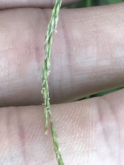 Muhlenbergia bushii, photographed by Ryan Donnelly