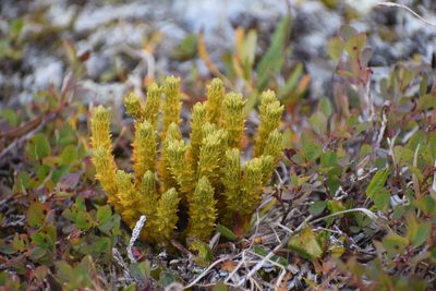 Huperzia continentalis, photographed by Syd Cannings