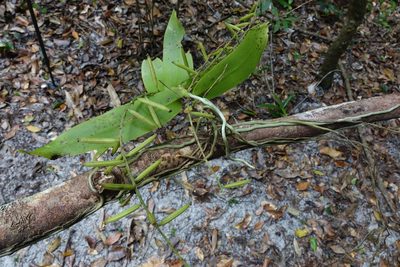 Peristeranthus hillii, photographed by John Barkla