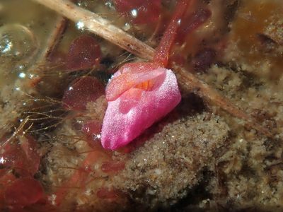 Utricularia hydrocarpa, photographed by Tsssss