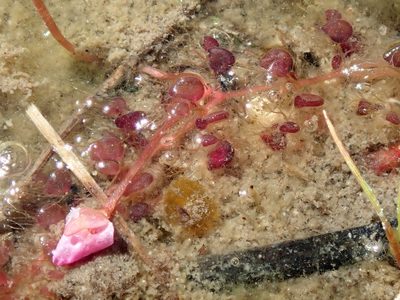 Utricularia hydrocarpa, photographed by Tsssss