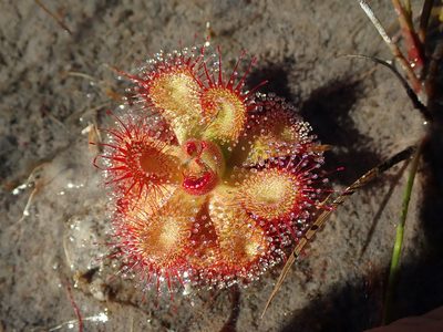 Drosera sessilifolia, photographed by Tsssss