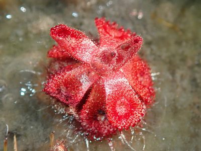 Drosera sessilifolia, photographed by Tsssss