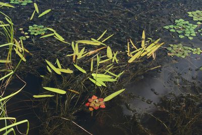 Sagittaria natans, photographed by Oleg Kosterin