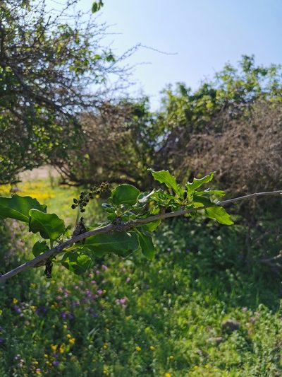 Anisomeria chilensis, photographed by Aira Francisca Faúndez Fallau