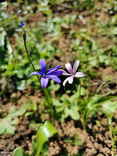 Tecophilaea violiflora, photographed by Aira Francisca Faúndez Fallau