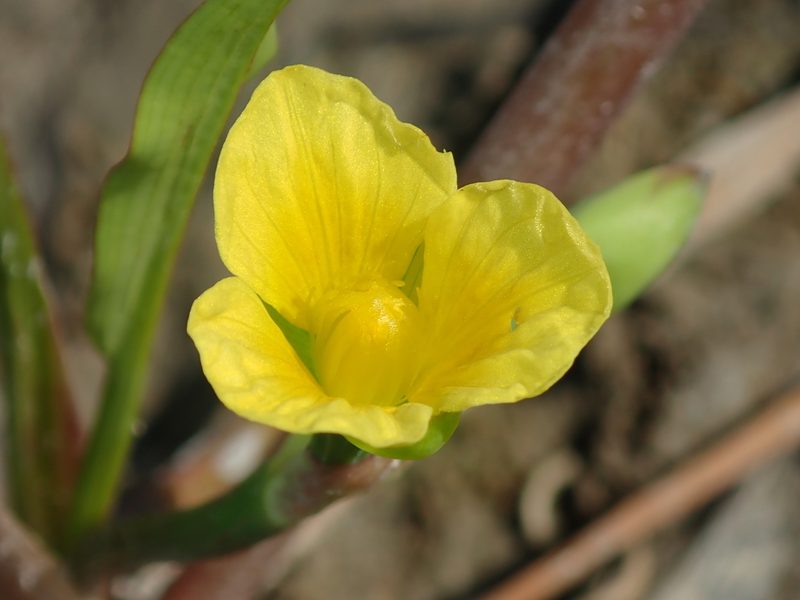 Limnocharis laforestii, photographed by Tsssss