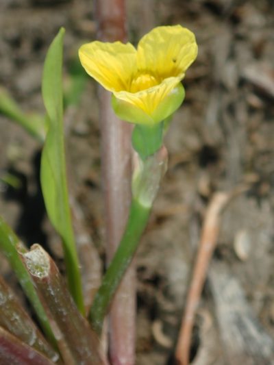 Limnocharis laforestii, photographed by Tsssss