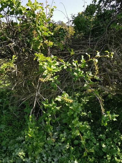 Anisomeria chilensis, photographed by Aira Francisca Faúndez Fallau