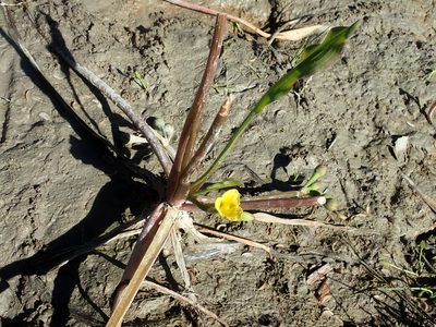 Limnocharis laforestii, photographed by Tsssss