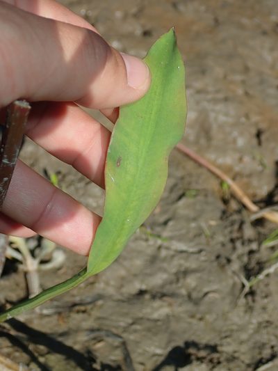 Limnocharis laforestii, photographed by Tsssss