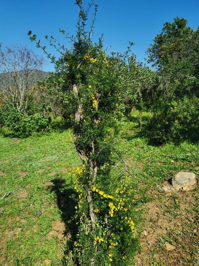 Tropaeolum brachyceras, photographed by Aira Francisca Faúndez Fallau
