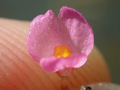 Utricularia hydrocarpa, photographed by Tsssss