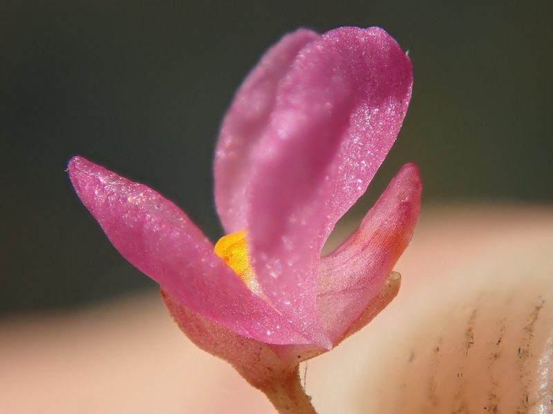 Utricularia hydrocarpa, photographed by Tsssss