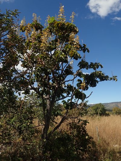 Salvertia convallariodora, photographed by Tsssss
