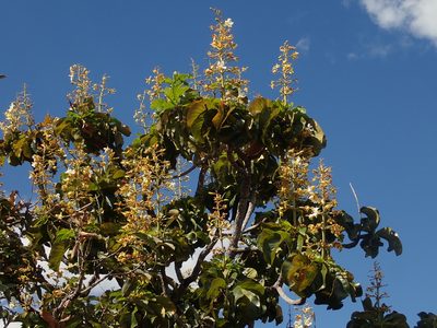 Salvertia convallariodora, photographed by Tsssss