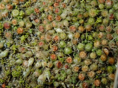 Gigaspermum repens, photographed by Thomas Mesaglio