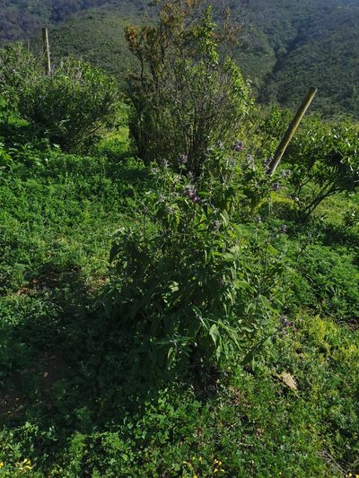 Lepechinia salviae, photographed by Aira Francisca Faúndez Fallau