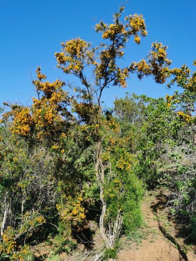 Adesmia microphylla, photographed by Aira Francisca Faúndez Fallau
