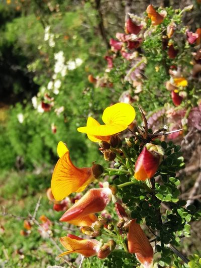 Adesmia microphylla, photographed by Aira Francisca Faúndez Fallau