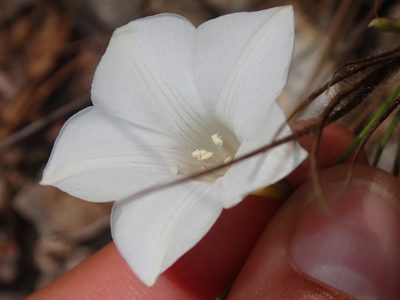 Distimake aturensis, photographed by Tsssss