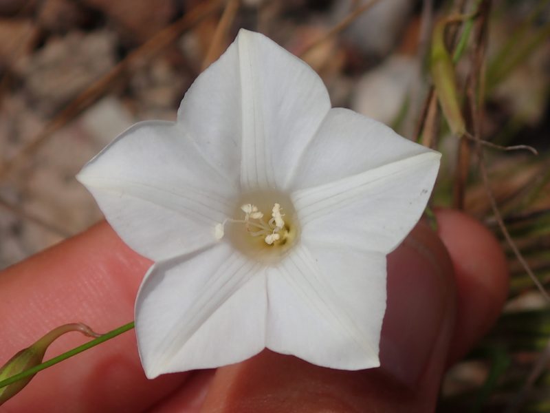 Distimake aturensis, photographed by Tsssss