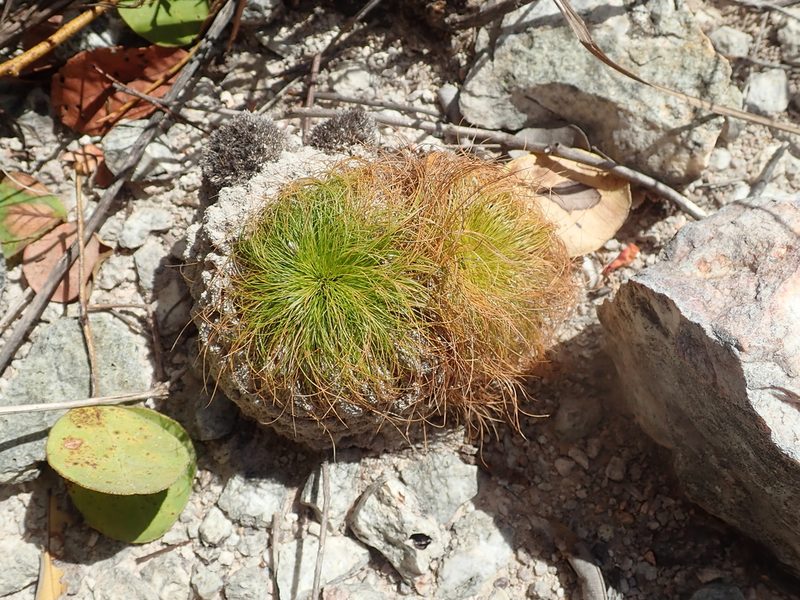 Bulbostylis paradoxa, photographed by Tsssss