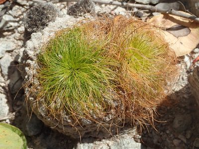 Bulbostylis paradoxa, photographed by Tsssss