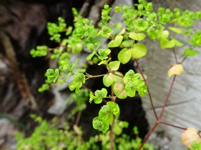 Euphorbia stricta, photographed by Thomas Koffel