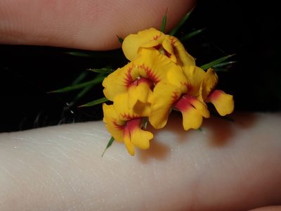 Dillwynia sieberi, photographed by Thomas Mesaglio