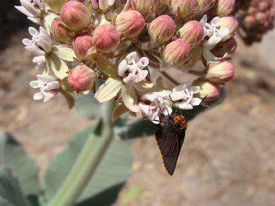 Asclepias otarioides, photographed by Alexis López Hernández