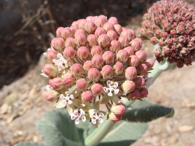 Asclepias otarioides, photographed by Alexis López Hernández