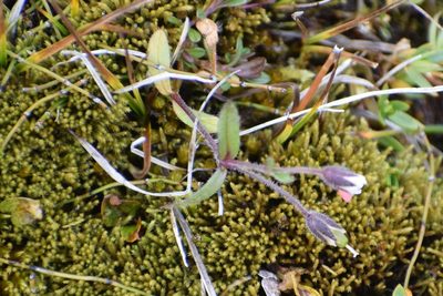Cerastium beeringianum, photographed by Syd Cannings
