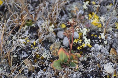 Micranthes reflexa, photographed by Syd Cannings