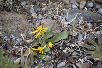 Senecio lugens, photographed by Syd Cannings