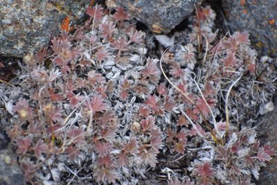 Potentilla subvahliana, photographed by Syd Cannings