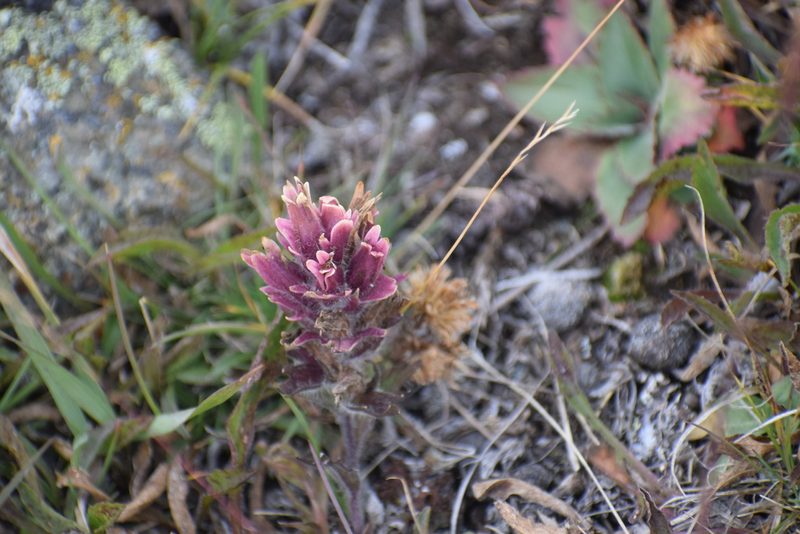 Castilleja hyperborea, photographed by Syd Cannings