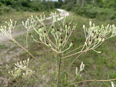 Arnoglossum ovatum, photographed by natalie