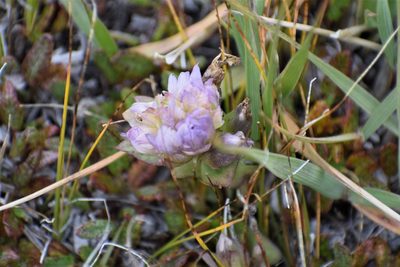 Gentianella propinqua, photographed by Syd Cannings