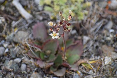 Micranthes reflexa, photographed by Syd Cannings