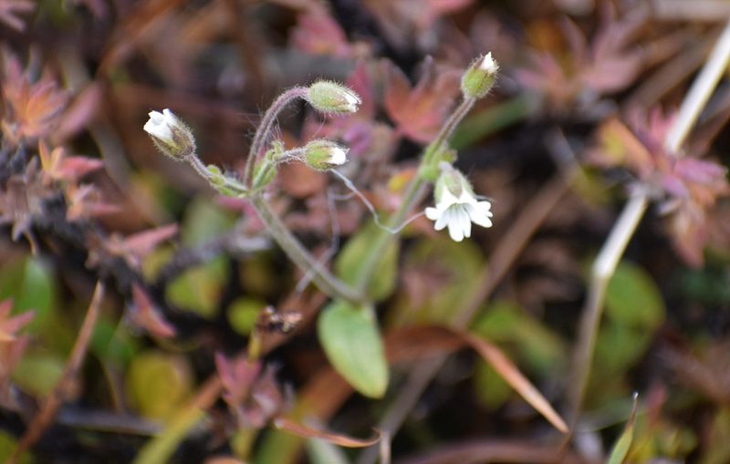 Cerastium beeringianum, photographed by Syd Cannings