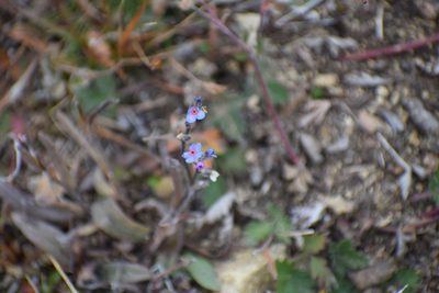 Myosotis asiatica, photographed by Syd Cannings