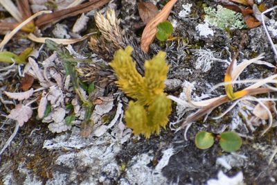 Huperzia continentalis, photographed by Syd Cannings