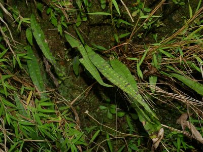 Selliguea yakushimensis, photographed by Jacy Chen