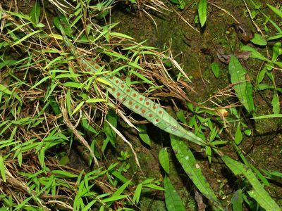 Selliguea yakushimensis, photographed by Jacy Chen