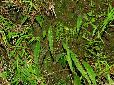 Selliguea yakushimensis, photographed by Jacy Chen