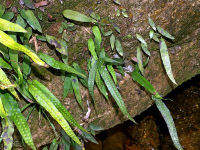 Selliguea yakushimensis, photographed by Jacy Chen