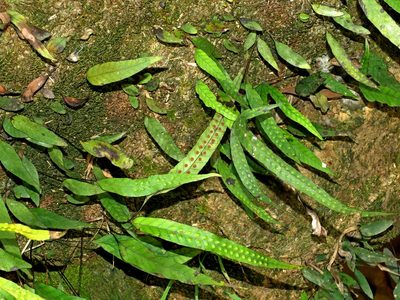 Selliguea yakushimensis, photographed by Jacy Chen