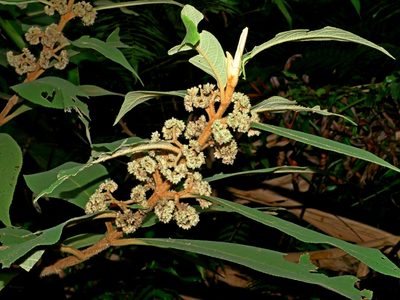 Callicarpa kochiana, photographed by Jacy Chen