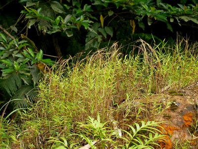 Pogonatherum crinitum, photographed by Jacy Chen